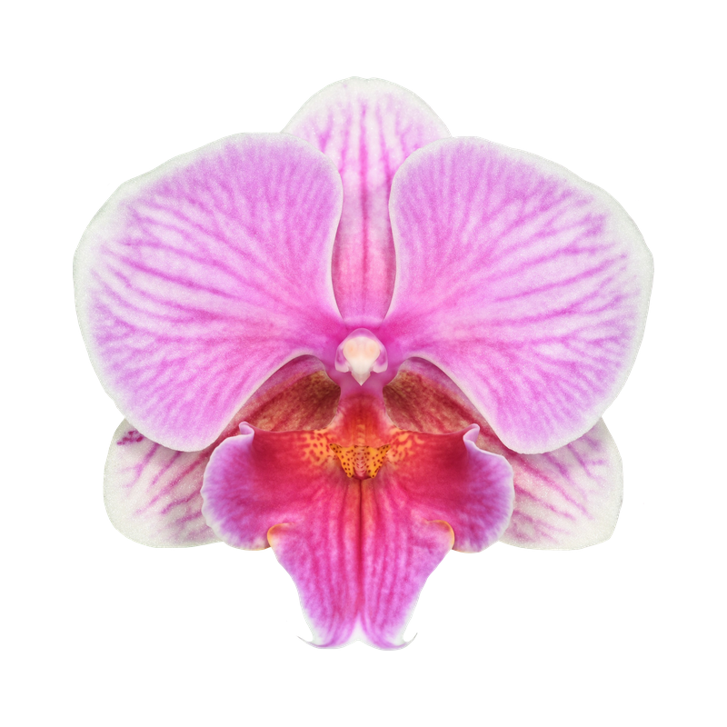 Phal. Younghome Pink Parrot 