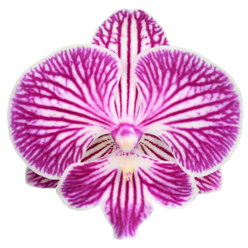 Phal. Younghome Alice Stripe