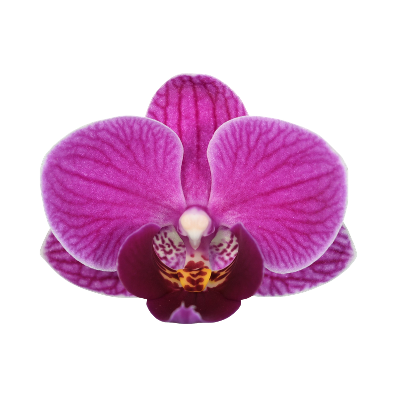 Phal. Younghome April