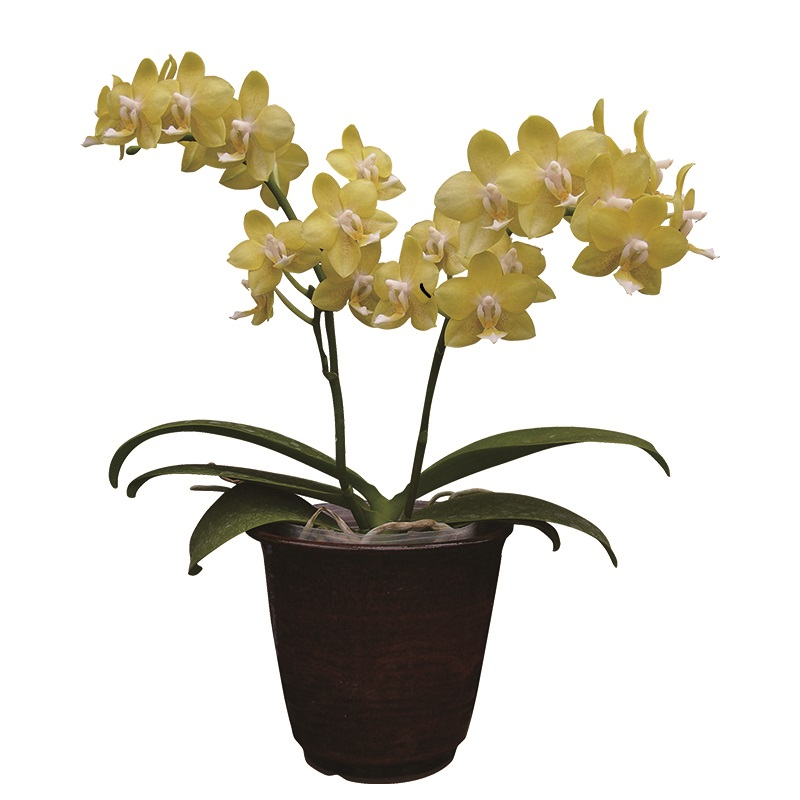 Phal. Younghome Golden Pixie