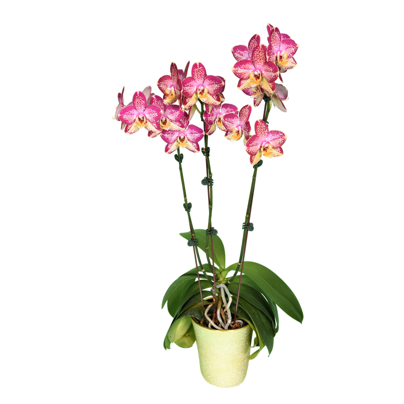 Phal. Younghome Victory Star
