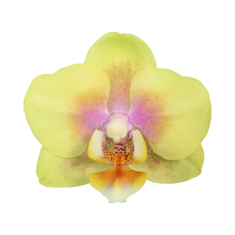 Phal. Younghome Golden Babby
