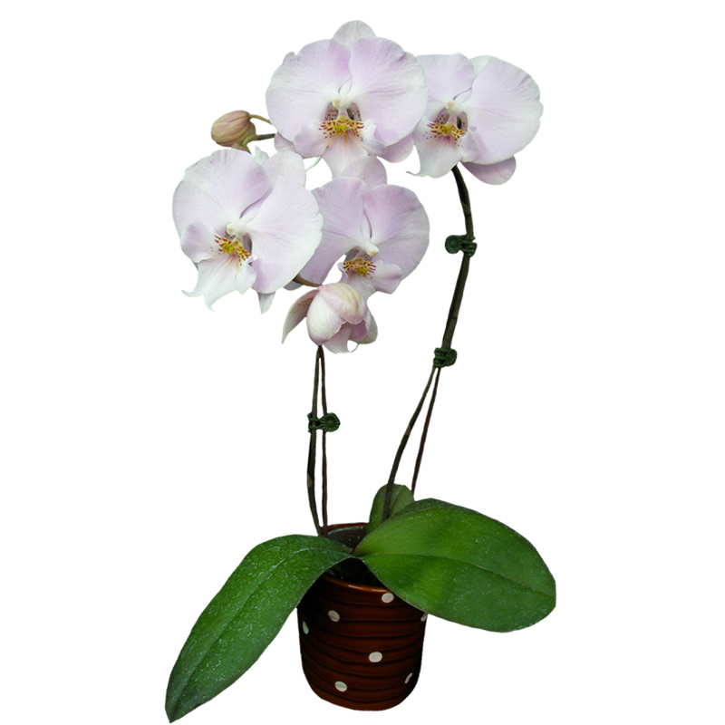 Phal. Younghome Princess