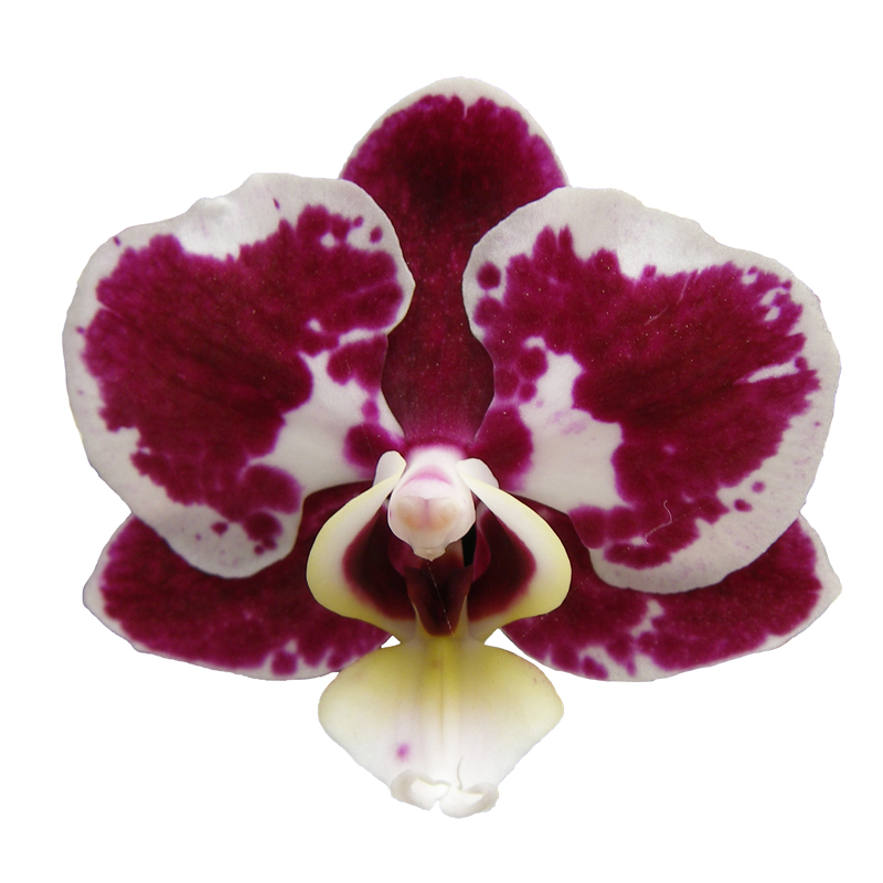 Phal. Lianher Happy Ladybug (2E201)