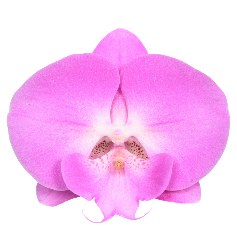 Phal. Younghome Pink Love