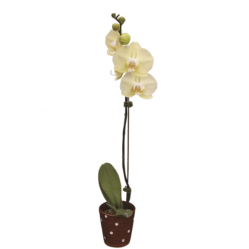 Phal. Younghome Golden