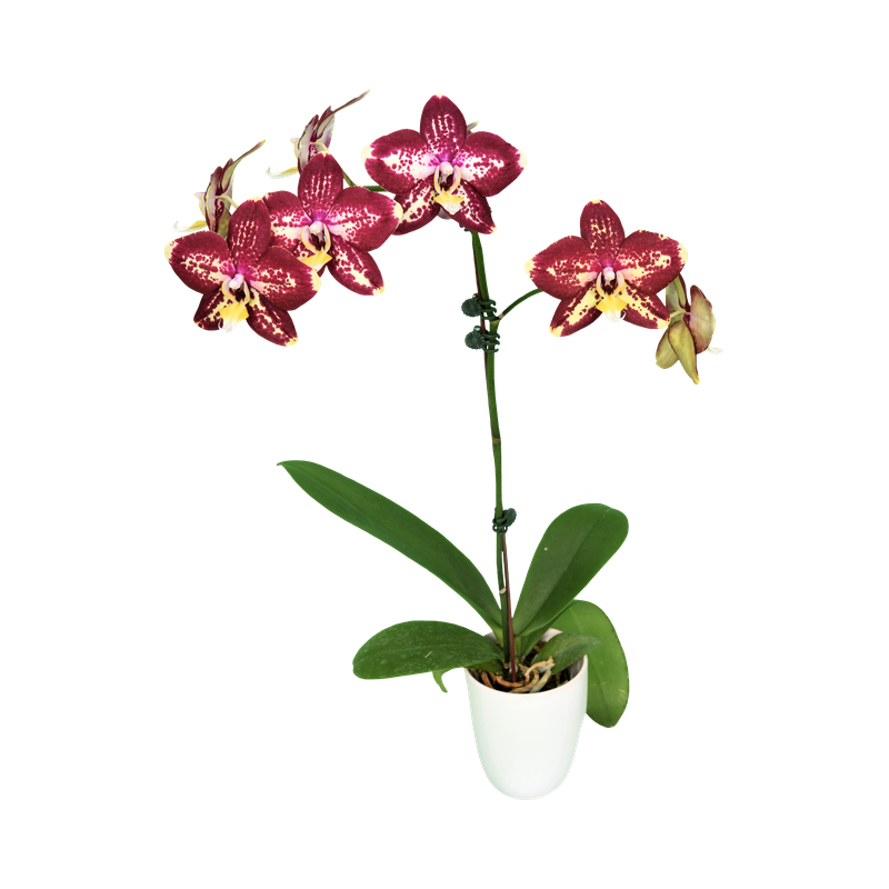 Phal. Younghome Victory Star