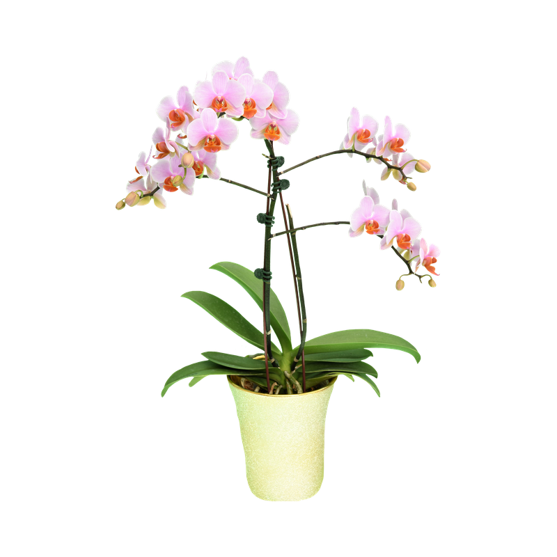 Phal. Younghome March