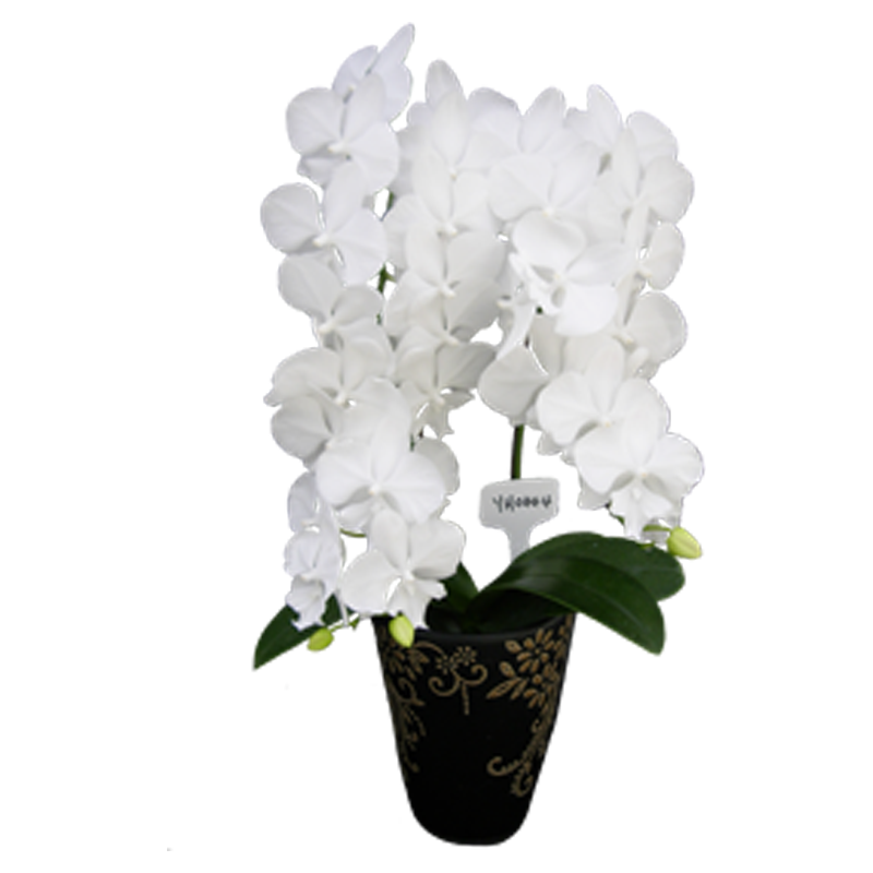 Phal. Younghome Snow Season