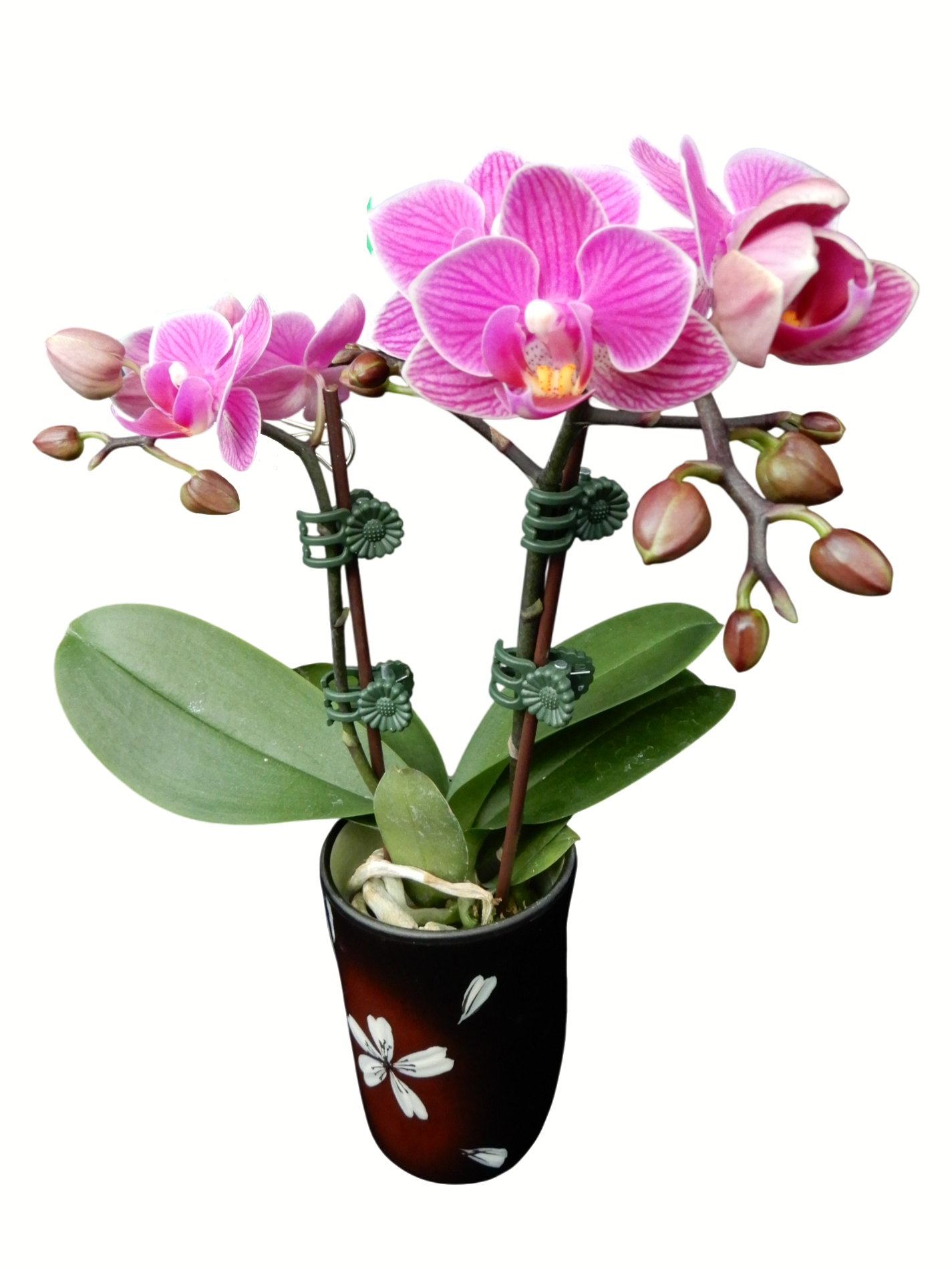 Phal. Younghome Mulan