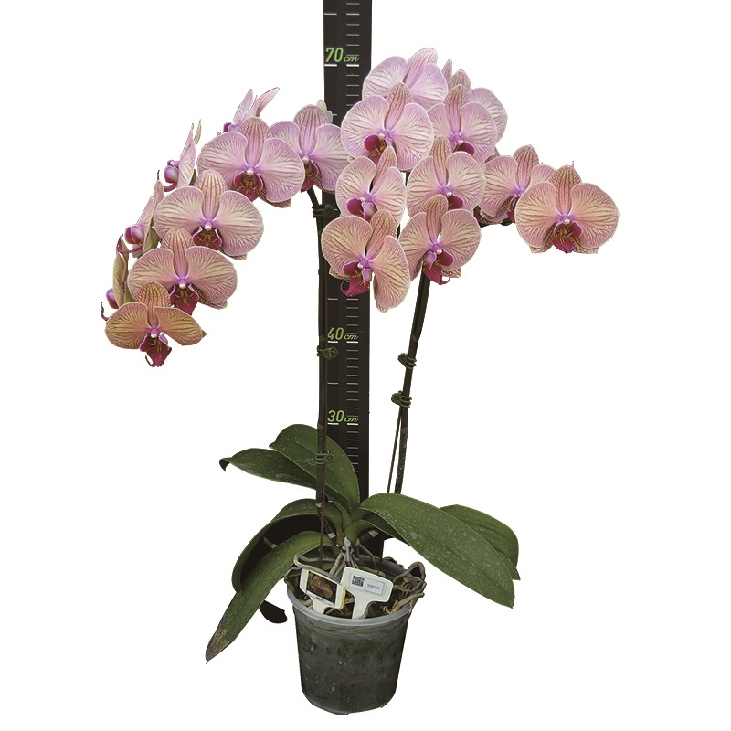 Phal. Younghome Golden Leopard