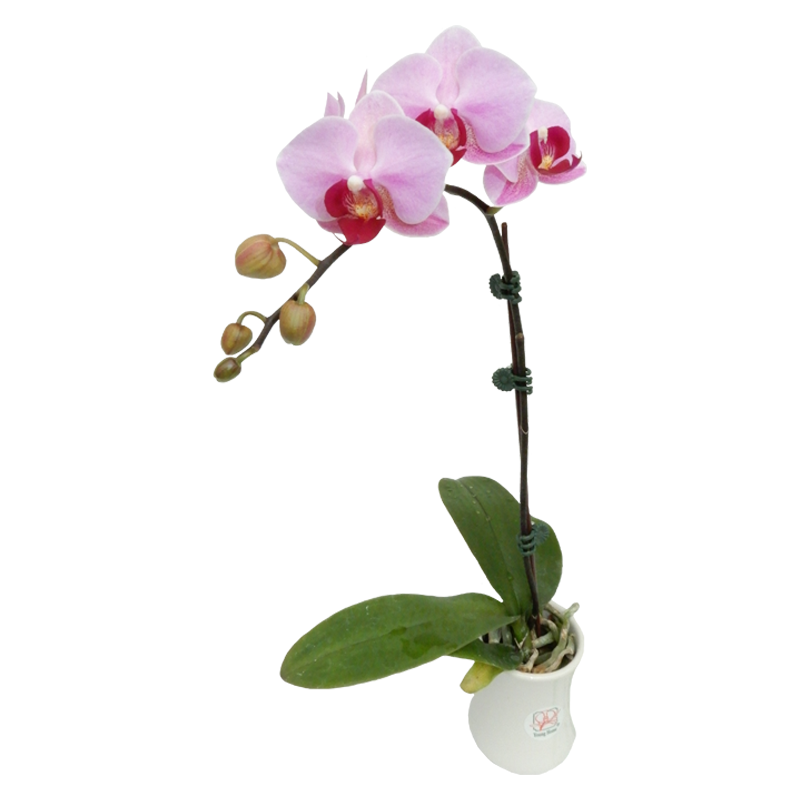 Phal. Younghome Jigglypuff 
