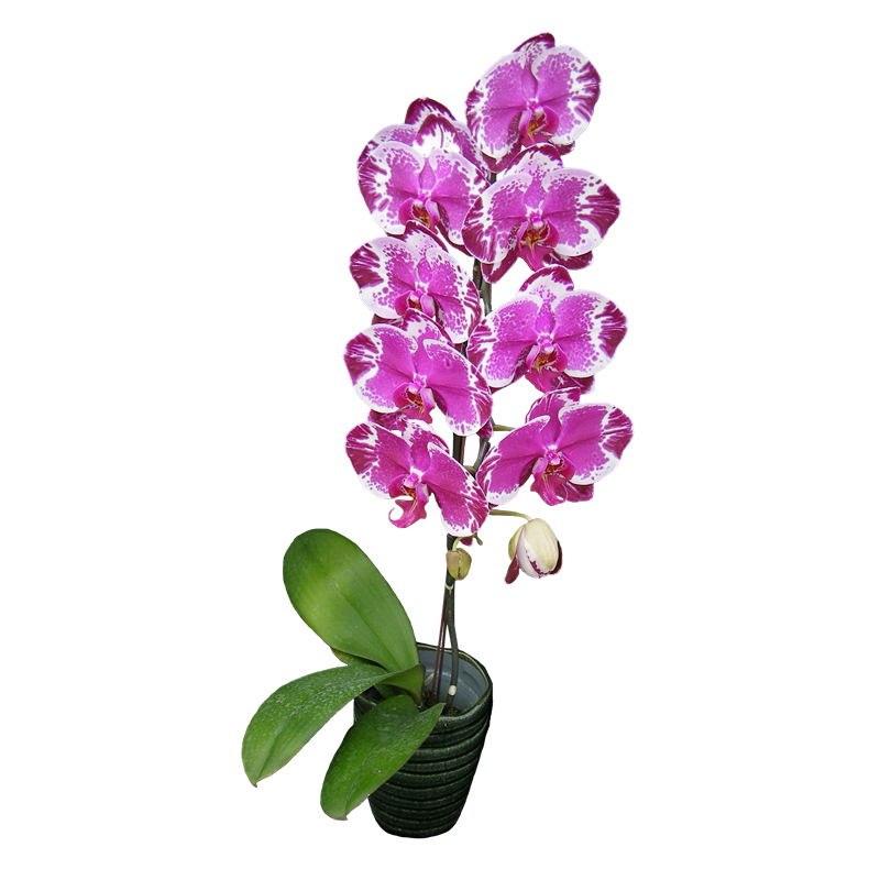 Phal. Younghome New York
