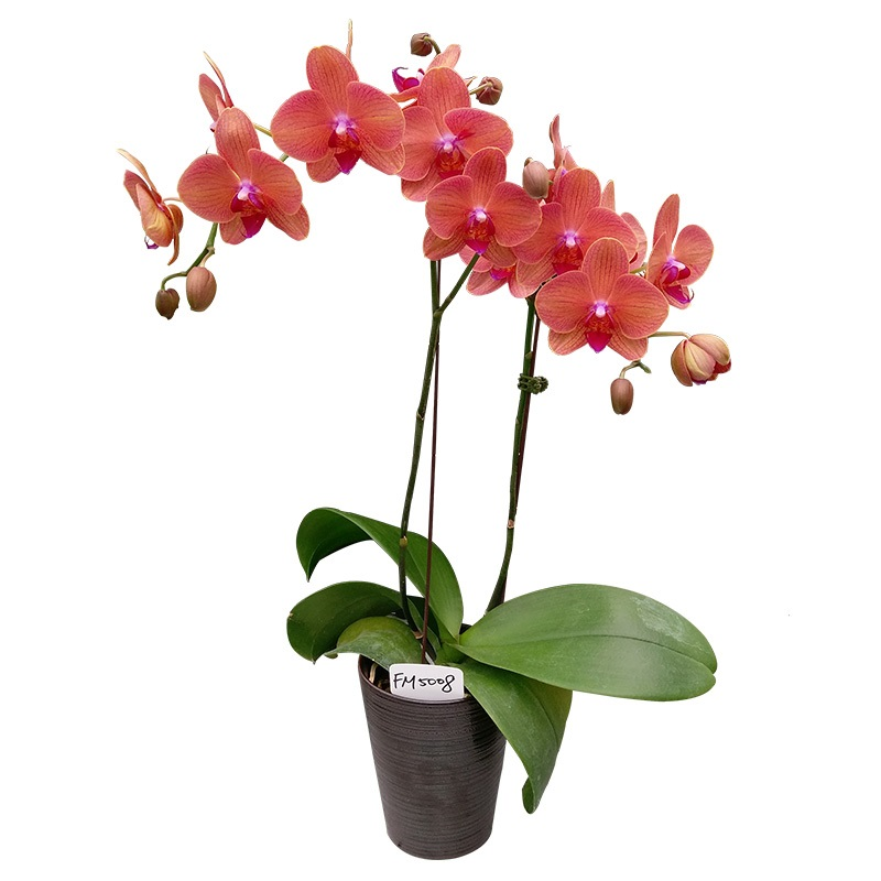 Phal. Fangmei A Hot ‘FM5008’