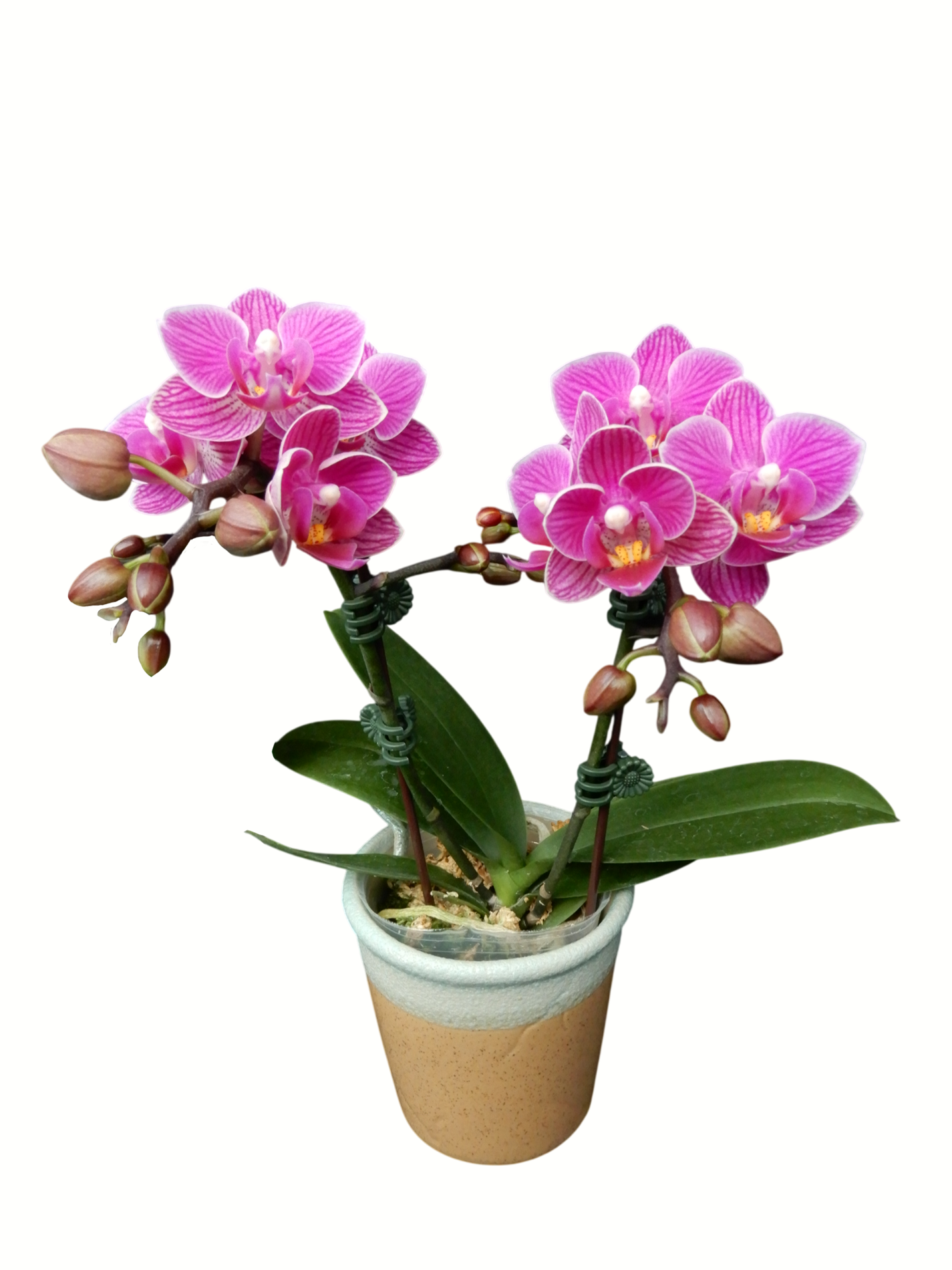 Phal. Younghome Mulan