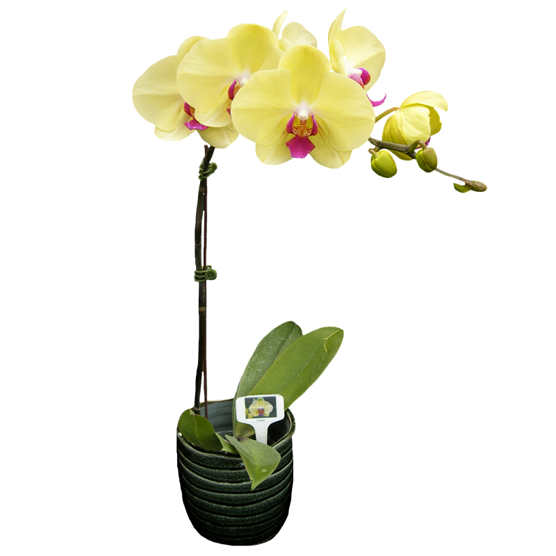 Phal. Younghome Golden