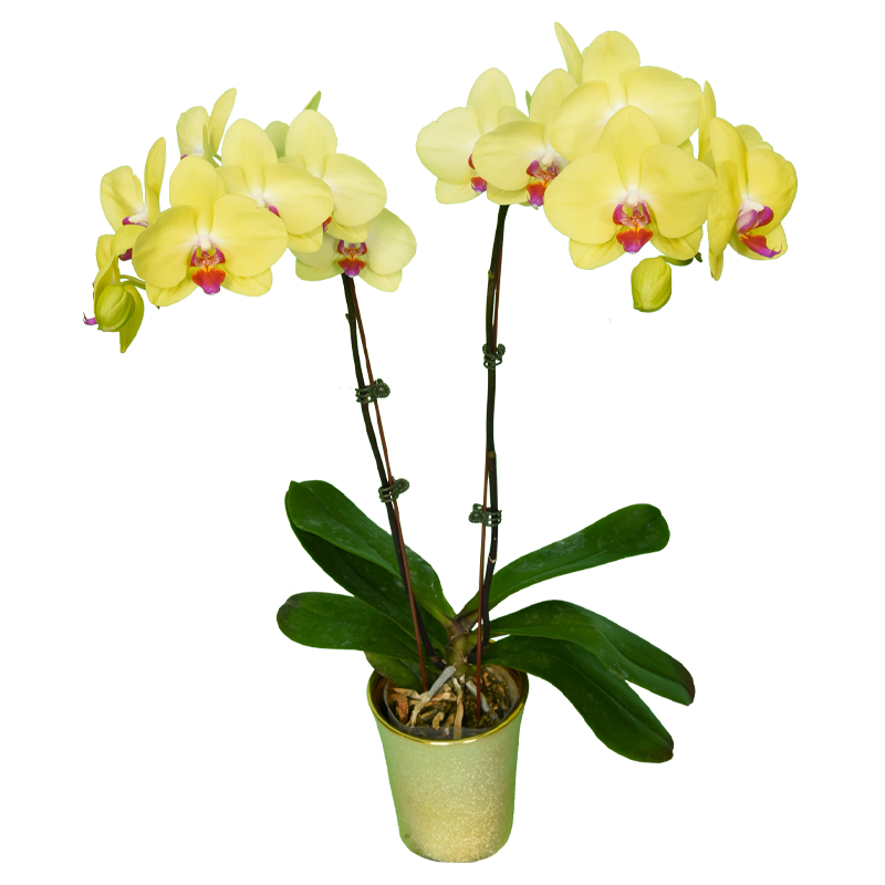 Phal. Fuller s Sunset