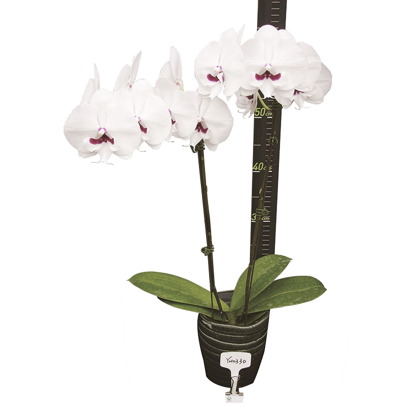 Phal. Younghome Gentleman