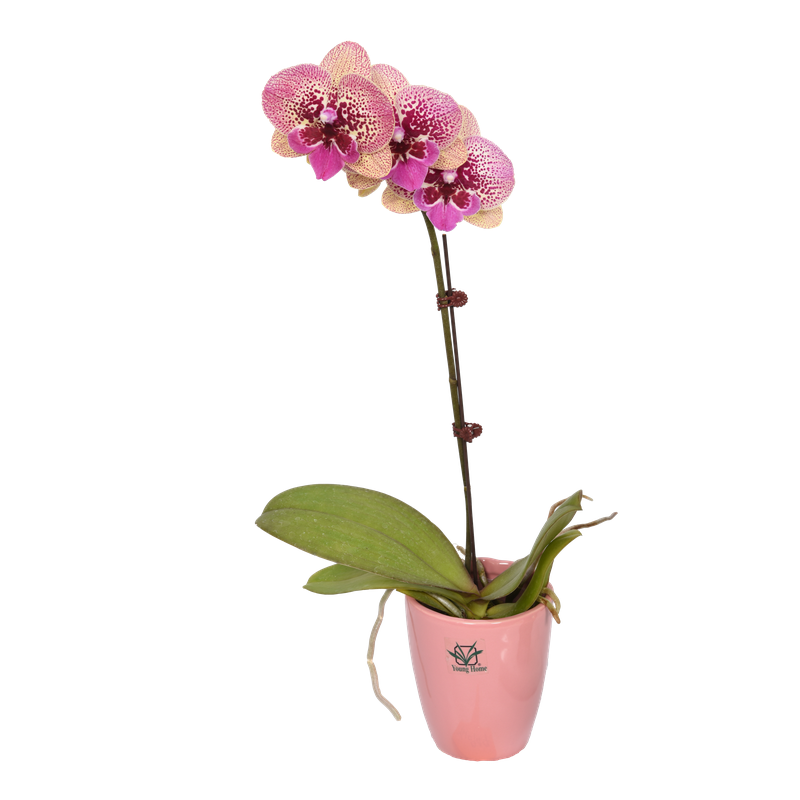 Phal. Younghome Halloween