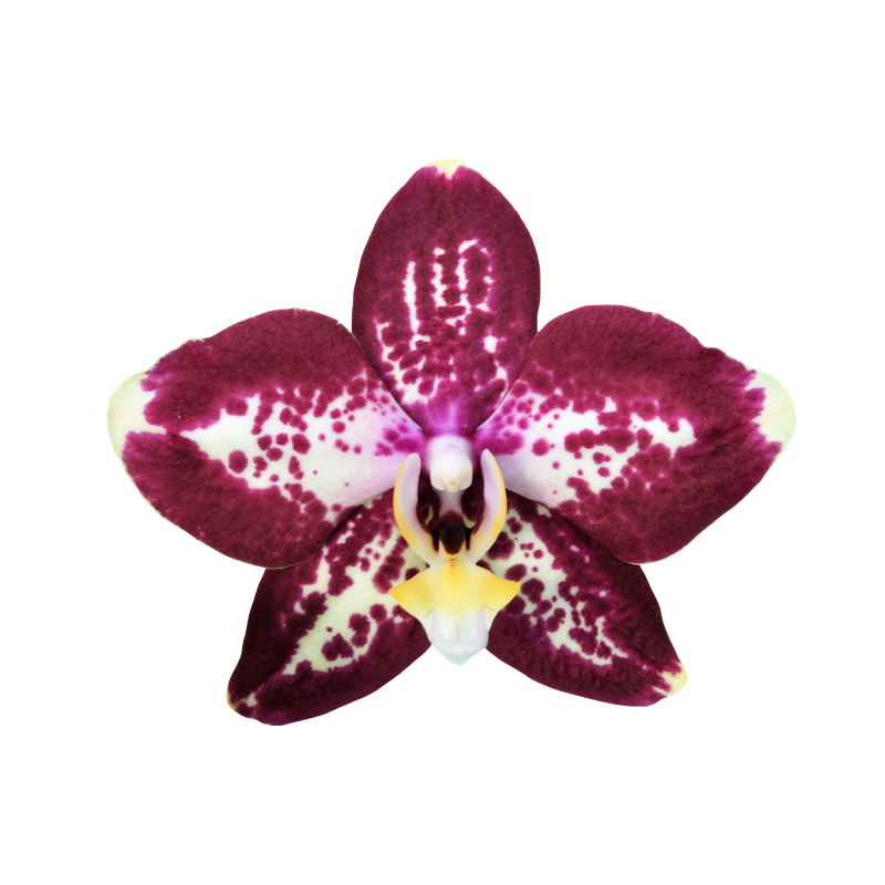 Phal. Younghome Victory Star