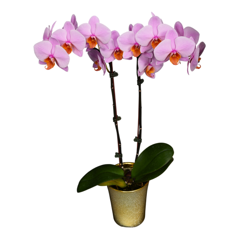 Phal. Younghome Orange Cat
