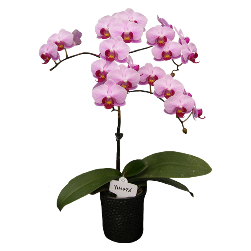 Phal. Younghome Jigglypuff 