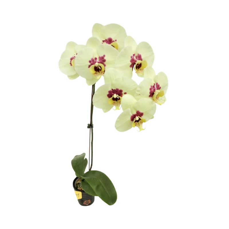 Phal. Younghome Big Panda