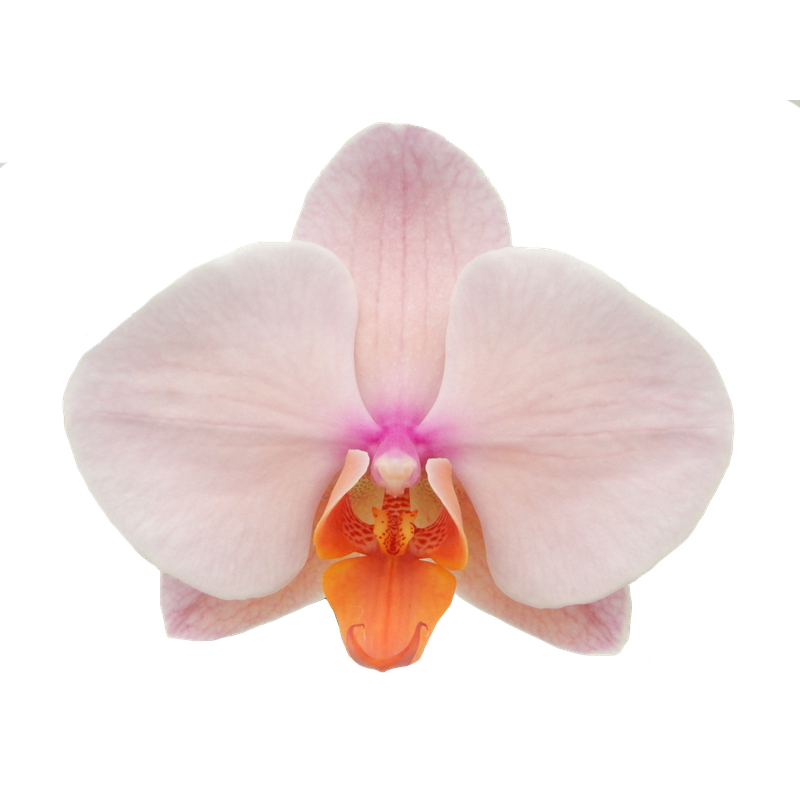 Phal. Younghome Orange Cat