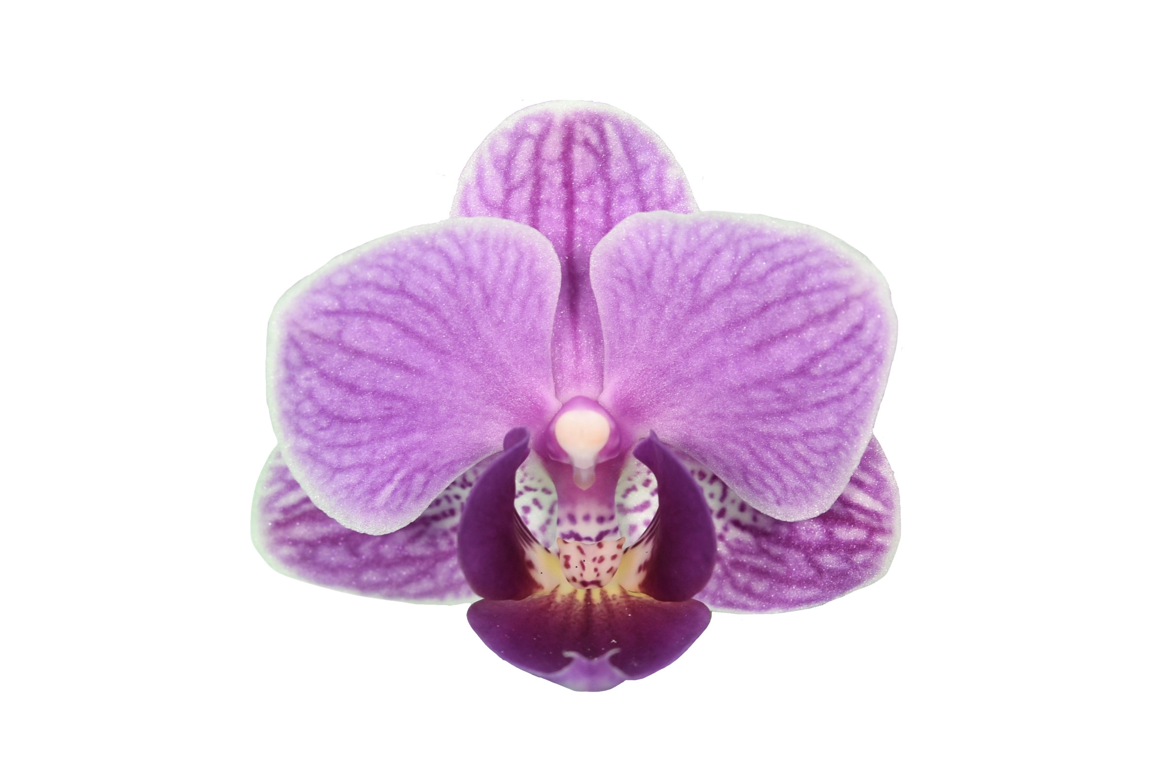 Phal. Younghome Taro Bobo
