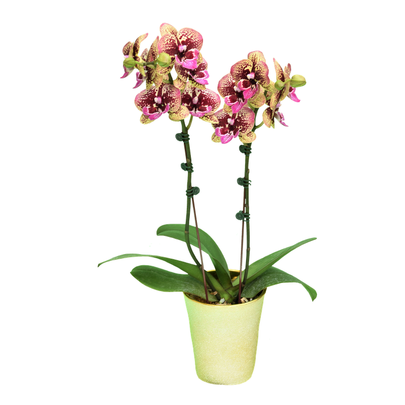 Phal. Younghome Halloween