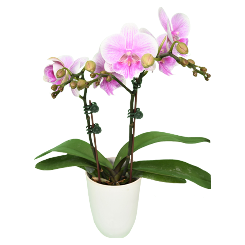 Phal. Younghome Pinying