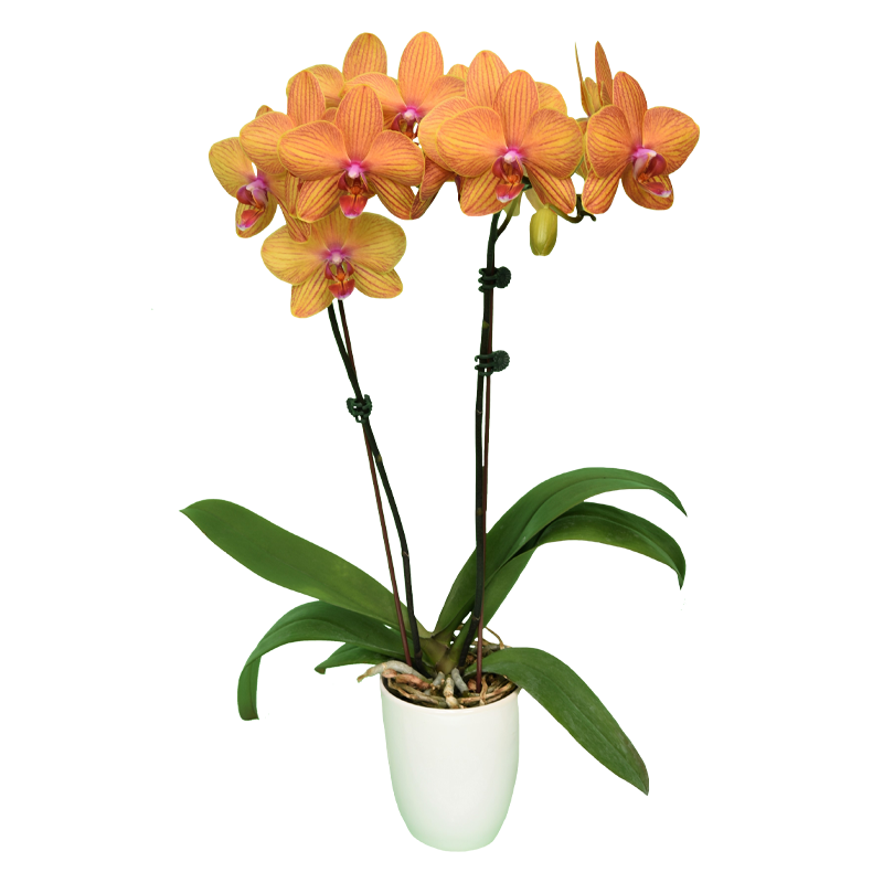 Phal. Lianher Lucky Cat