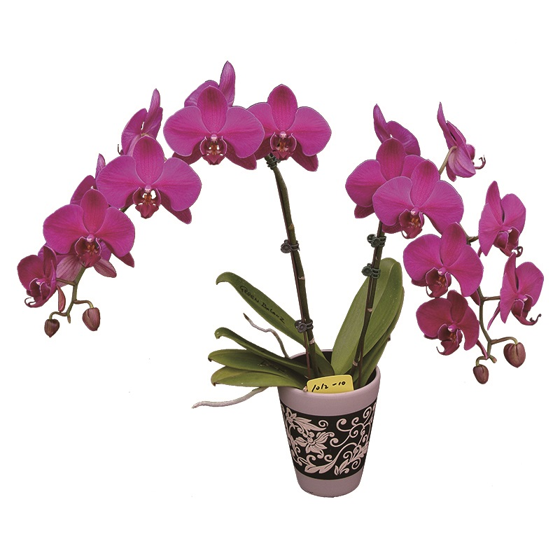 Phal. Lianher Super Red (2E200)