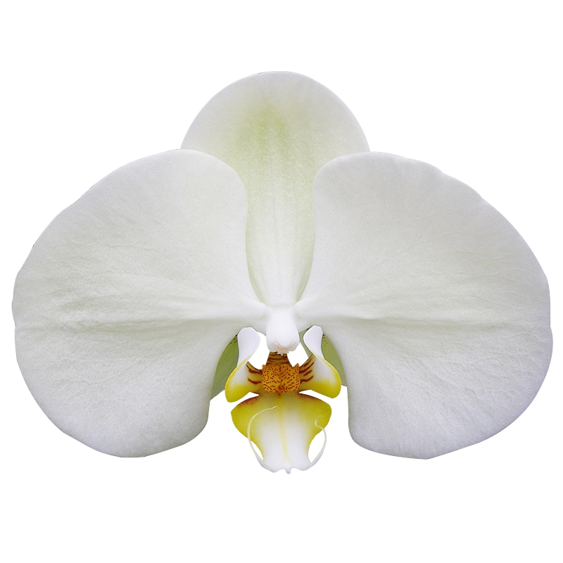 Phal. Ark’s Green 191
