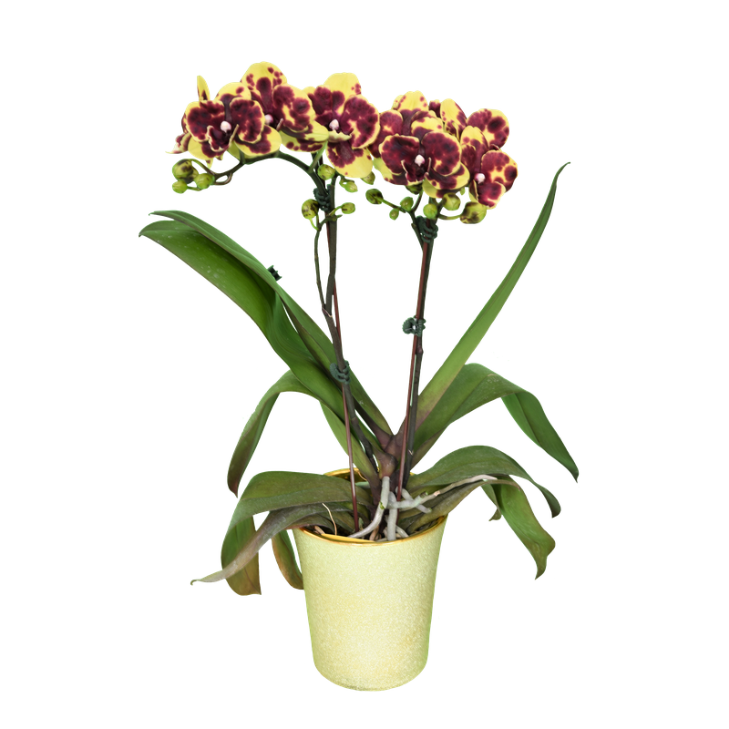 Phal. Younghome Golden Interesting
