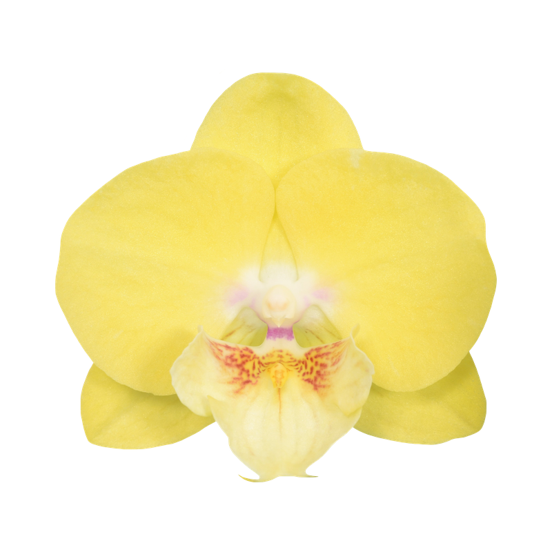 Phal. Younghome Golden Interesting