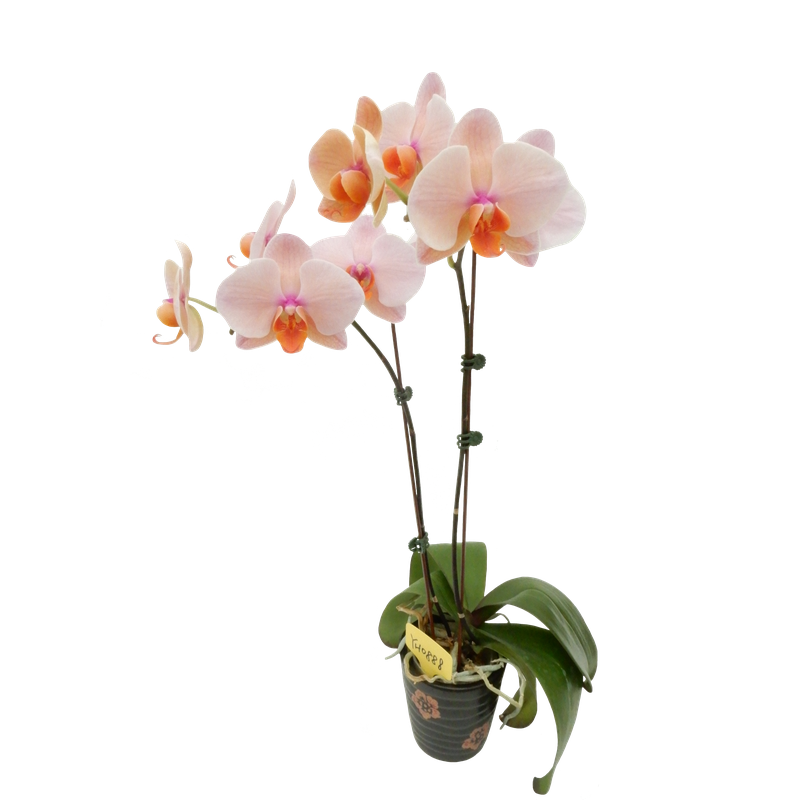 Phal. Younghome Orange Cat