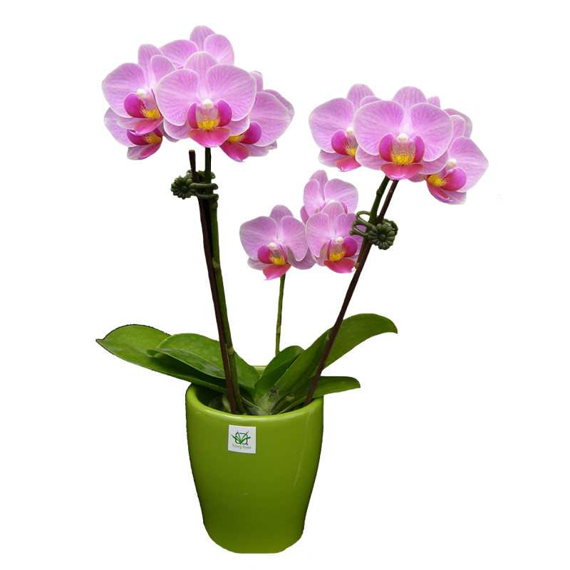 Phal. Younghome Pink Panther