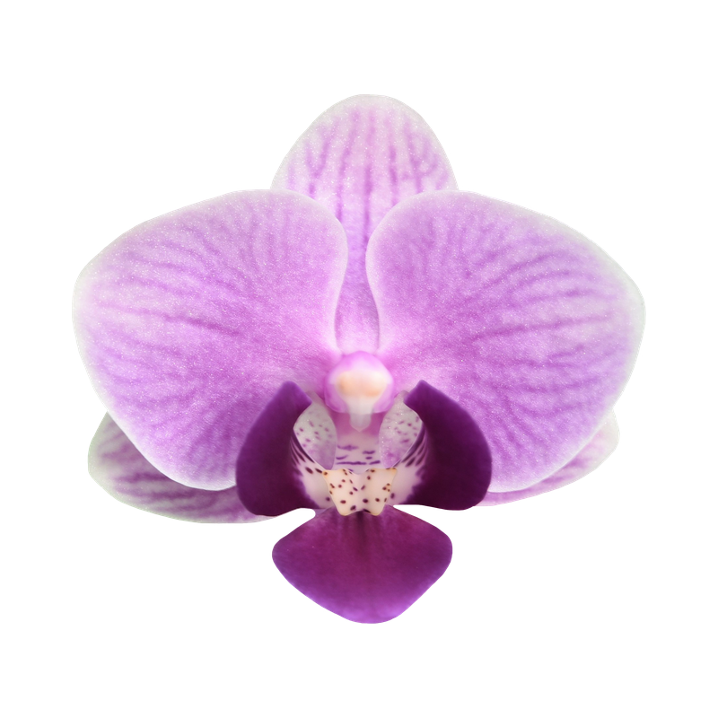 Phal. Younghome Taro Bobo