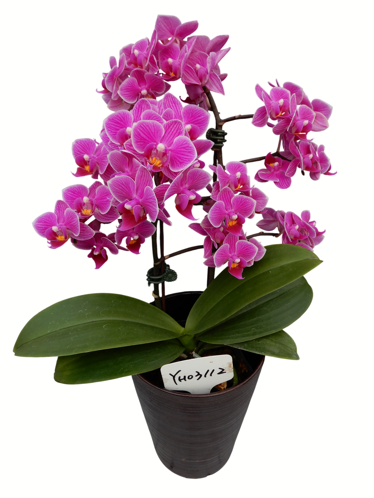 Phal. Younghome Mulan