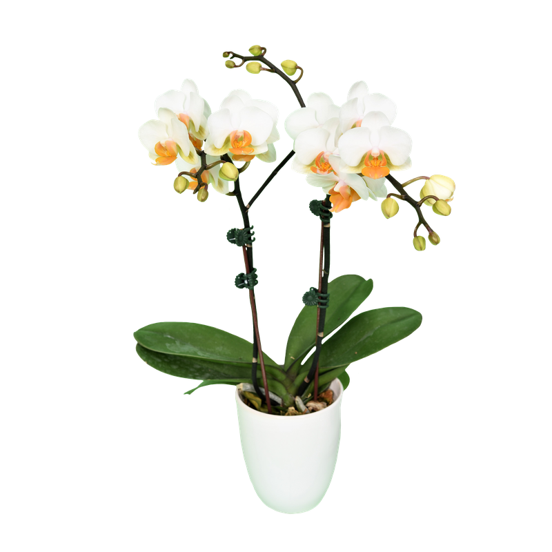 Phal. Younghome March