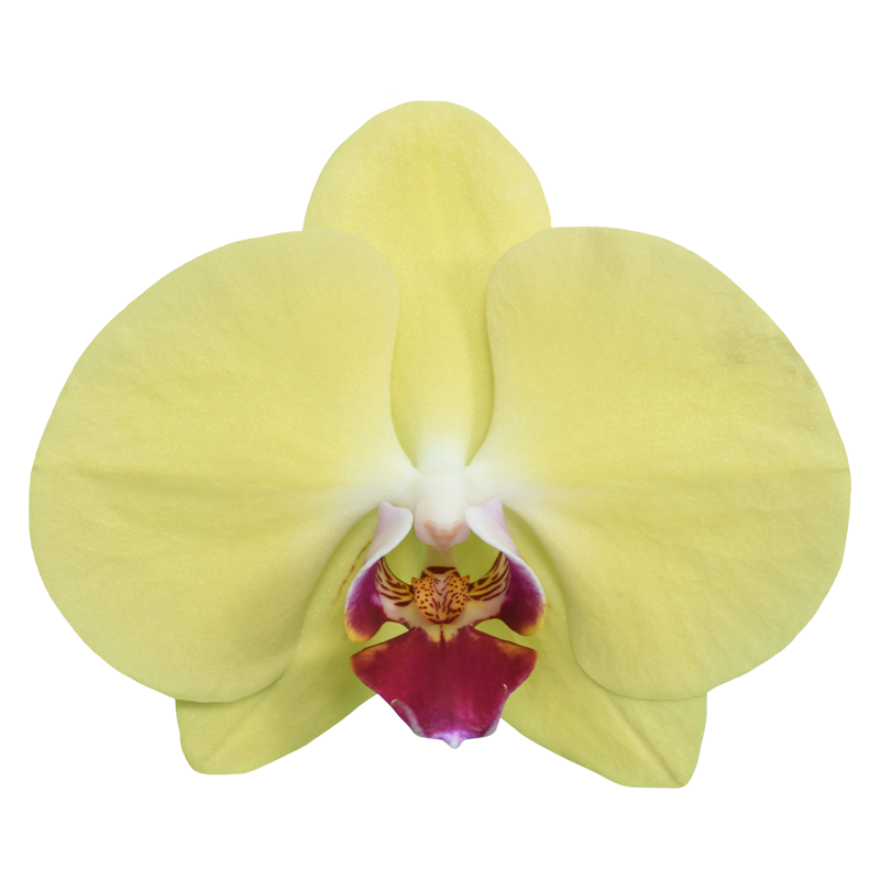 Phal. Younghome Golden