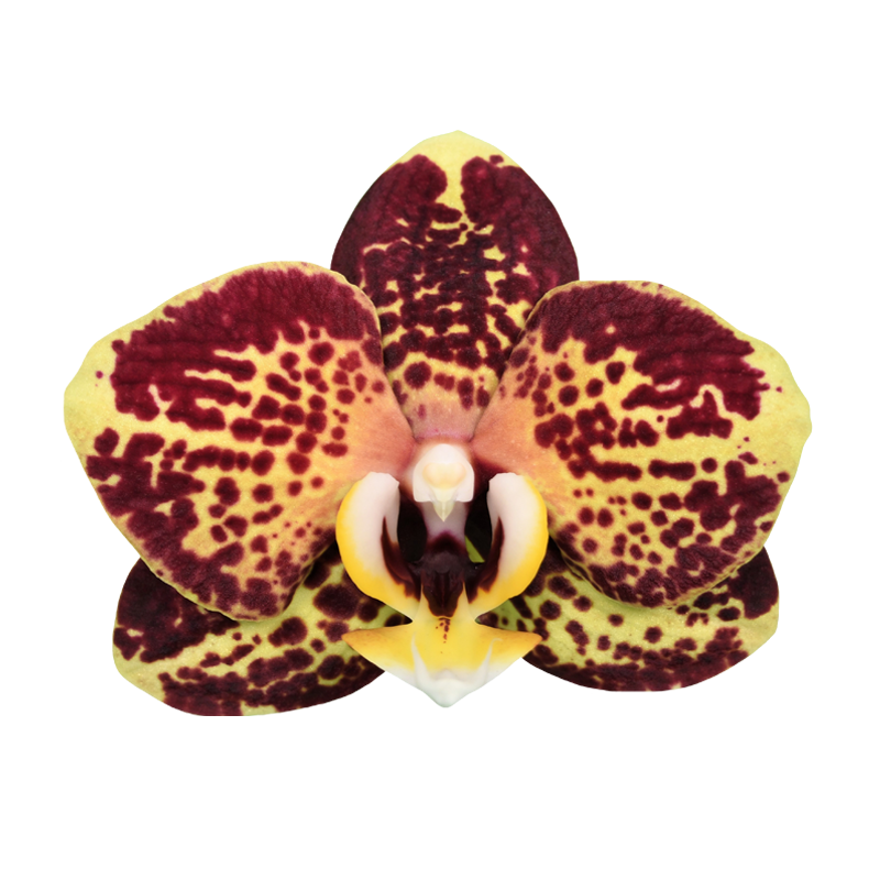Phal. Younghome Victory Star