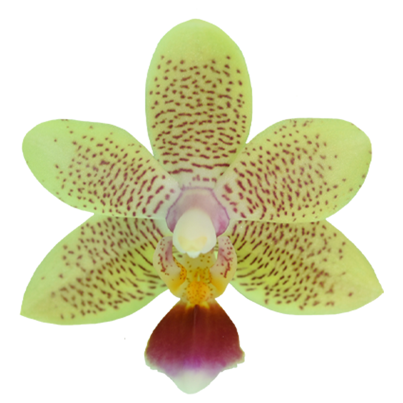 Phal. Younghome Lucky Star