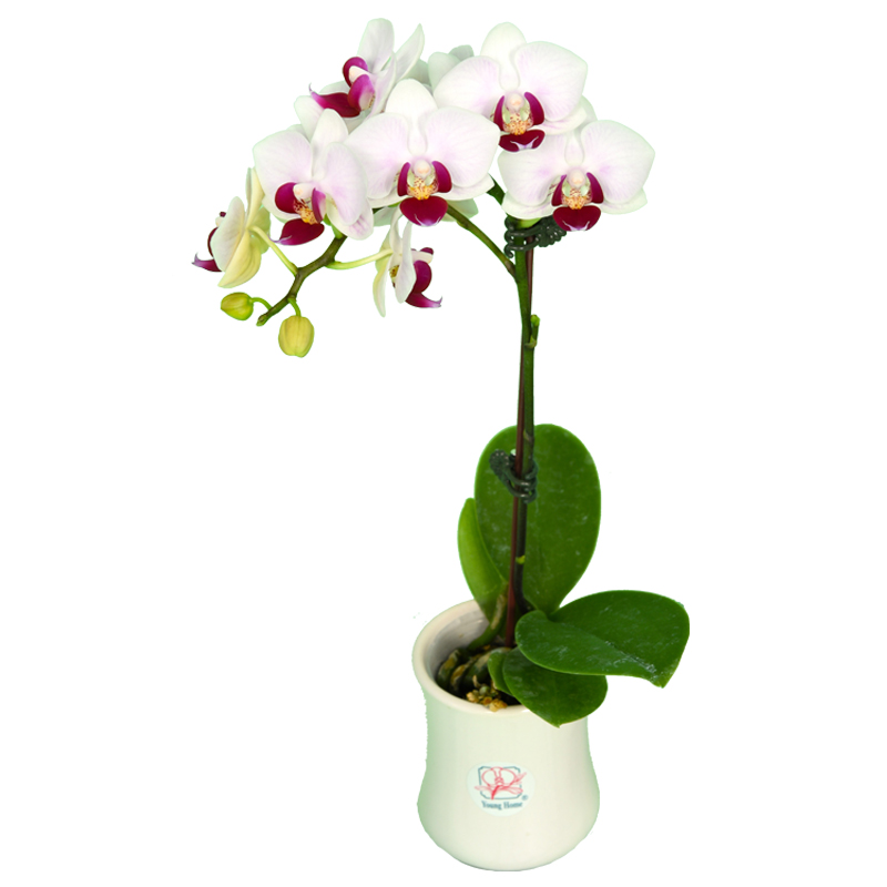 Phal. Younghome Little Spirit