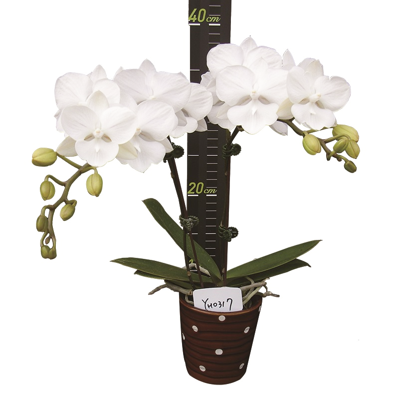 Phal. Younghome Snow Season
