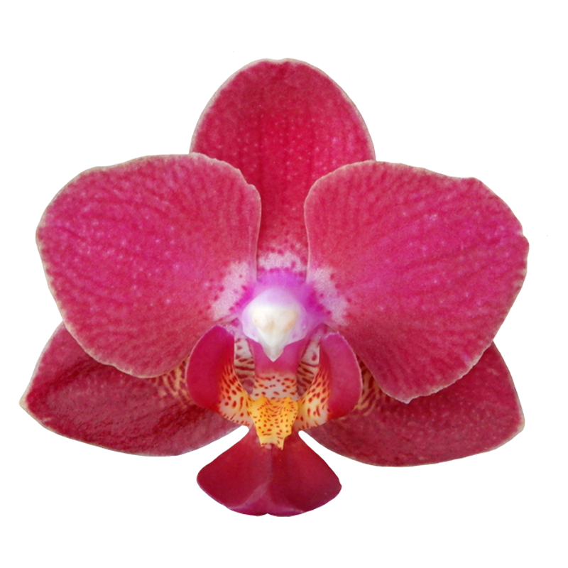 Phal. Younghome Little Vermilion