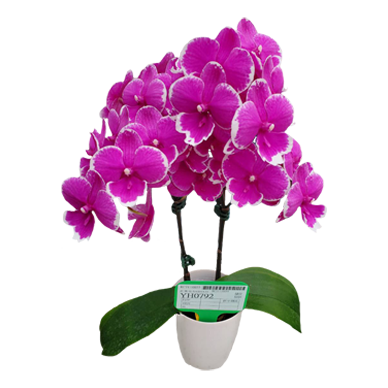 Phal. Younghome Dreamilk